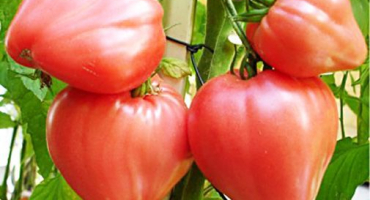 Produktivita, vlastnosti a popis odrůdy rajčete hovězí srdce